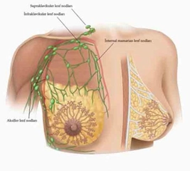 Memede Reaktif Lenf Nodu Memede Reaktif Lenf Nodu