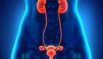 Genital Bölge Kisti Belirtileri ve Tedavisi Genital Bölge Kisti Belirtileri ve Tedavisi